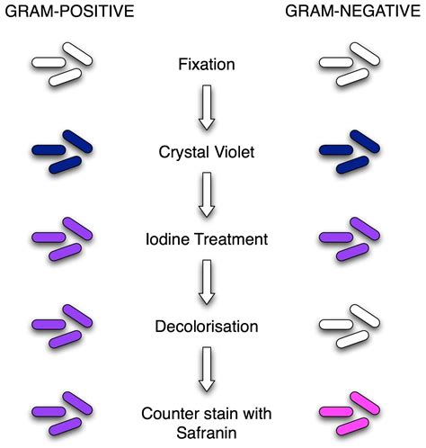 gram staining principle